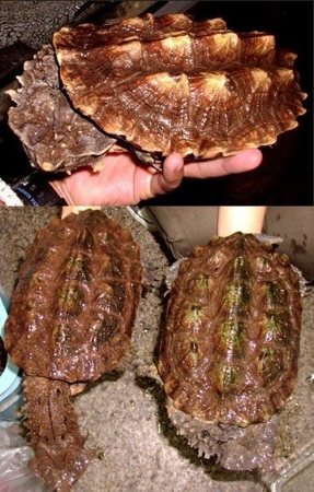 红&黑玛塔区分详解