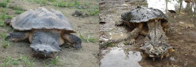 红&黑玛塔区分详解