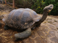 说明: E:\挛摸ㄢ聪摸800贺瓜挪\viewthread.php_files\339247_200805112105511IUJg.gif