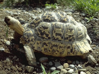 说明: E:\挛摸ㄢ聪摸800贺瓜挪\viewthread.php_files\339247_2008051121184417b3u.gif