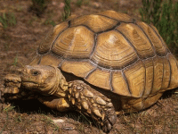 说明: E:\挛摸ㄢ聪摸800贺瓜挪\viewthread.php_files\339247_200805162219001CiBy.gif