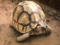 说明: E:\挛摸ㄢ聪摸800贺瓜挪\viewthread.php_files\339247_200805162219002PggH.gif