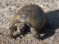 说明: E:\挛摸ㄢ聪摸800贺瓜挪\viewthread.php_files\Gopherus%20berlandieri.gif