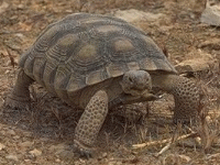 说明: E:\挛摸ㄢ聪摸800贺瓜挪\viewthread.php_files\339247_200805162219003mgVU.gif