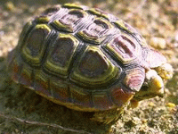 说明: E:\挛摸ㄢ聪摸800贺瓜挪\viewthread.php_files\Homopus%20areolatus.gif