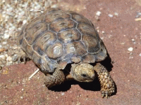 说明: E:\挛摸ㄢ聪摸800贺瓜挪\viewthread.php_files\Homopus%20bergeri.gif