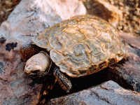 说明: E:\挛摸ㄢ聪摸800贺瓜挪\viewthread.php_files\Homopus%20boulengeri.gif