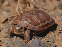 说明: E:\挛摸ㄢ聪摸800贺瓜挪\viewthread.php_files\Homopus%20femoralis.gif