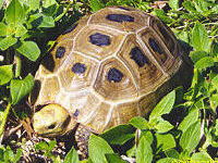 说明: E:\挛摸ㄢ聪摸800贺瓜挪\viewthread.php_files\Indotestudo%20elongata.gif