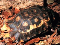 说明: E:\挛摸ㄢ聪摸800贺瓜挪\viewthread.php_files\Kinixys%20erosa.gif