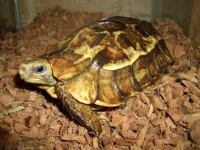 说明: E:\挛摸ㄢ聪摸800贺瓜挪\viewthread.php_files\Kinixys%20homeana.gif