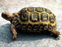 说明: E:\挛摸ㄢ聪摸800贺瓜挪\viewthread.php_files\Kinixys%20natalenisis.gif