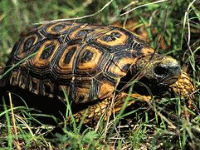 说明: E:\挛摸ㄢ聪摸800贺瓜挪\viewthread.php_files\Kinixys%20speki.gif