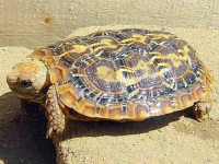 说明: E:\挛摸ㄢ聪摸800贺瓜挪\viewthread.php_files\Malacochersus%20tornieri.gif