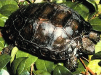 说明: E:\挛摸ㄢ聪摸800贺瓜挪\viewthread.php_files\Manouria%20emys%20emys.gif