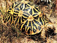 说明: E:\挛摸ㄢ聪摸800贺瓜挪\viewthread.php_files\Psammobates%20geometricus.gif