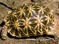 说明: E:\挛摸ㄢ聪摸800贺瓜挪\viewthread.php_files\Psammobates%20oculifera.gif