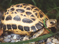 说明: E:\挛摸ㄢ聪摸800贺瓜挪\viewthread.php_files\339247_200805101126361C4jC.gif