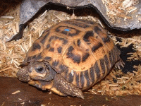 说明: E:\挛摸ㄢ聪摸800贺瓜挪\viewthread.php_files\339247_200805101126362jGBU.gif