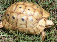 说明: E:\挛摸ㄢ聪摸800贺瓜挪\viewthread.php_files\Testudo%20graeca.gif