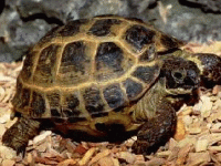 说明: E:\挛摸ㄢ聪摸800贺瓜挪\viewthread.php_files\Testudo%20horsfieldi.gif