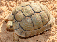 说明: E:\挛摸ㄢ聪摸800贺瓜挪\viewthread.php_files\Testudo%20kleinmanni.gif