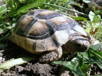 说明: E:\挛摸ㄢ聪摸800贺瓜挪\viewthread.php_files\Testudo%20marginata.gif