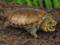 说明: E:\挛摸ㄢ聪摸800贺瓜挪\viewthread.php_files\Claudius%20angustatus.gif