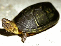 说明: E:\挛摸ㄢ聪摸800贺瓜挪\viewthread.php_files\Kinosternon%20acutum.gif