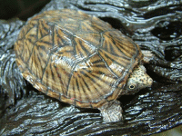 说明: E:\挛摸ㄢ聪摸800贺瓜挪\viewthread.php_files\339247_200805211337372lXyF.gif