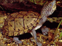 说明: E:\挛摸ㄢ聪摸800贺瓜挪\viewthread.php_files\Sternotherus%20minor%20minor.gif