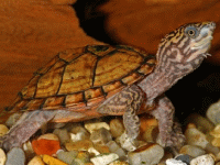 说明: E:\挛摸ㄢ聪摸800贺瓜挪\viewthread.php_files\Sternotherus%20minor%20peltifer.gif