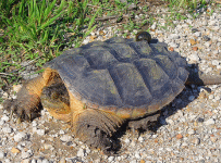 说明: E:\挛摸ㄢ聪摸800贺瓜挪\viewthread.php_files\339247_200806282014421IzTX.gif