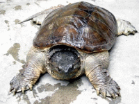 说明: E:\挛摸ㄢ聪摸800贺瓜挪\viewthread.php_files\339247_2008062820212516D2b.gif