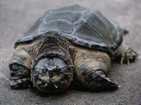 说明: E:\挛摸ㄢ聪摸800贺瓜挪\viewthread.php_files\339247_200806282035311EkbR.gif