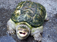 说明: E:\挛摸ㄢ聪摸800贺瓜挪\viewthread.php_files\339247_200806282100031ZqdF.gif