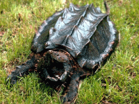 说明: E:\挛摸ㄢ聪摸800贺瓜挪\viewthread.php_files\339247_200806281938391to3R.gif